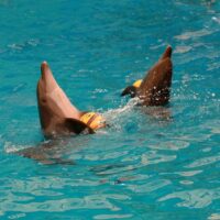 Dolphins Bay, Phuket