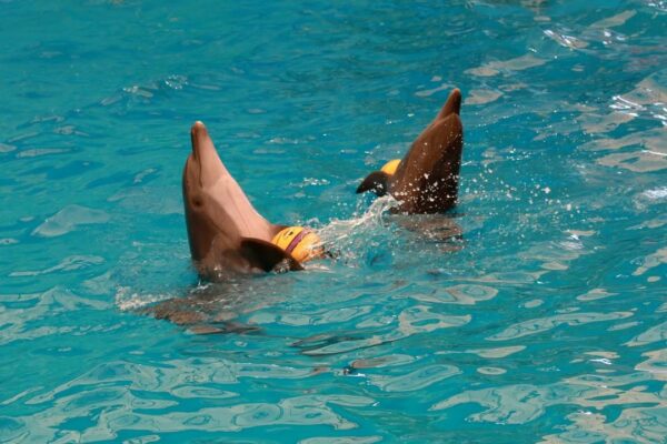 Dolphins Bay, Phuket