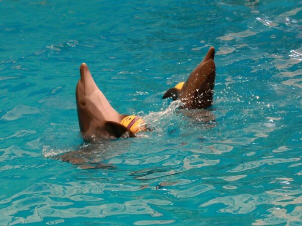 Dolphins Bay, Phuket